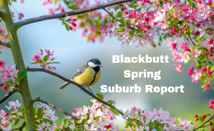 Blackbutt Spring Report
