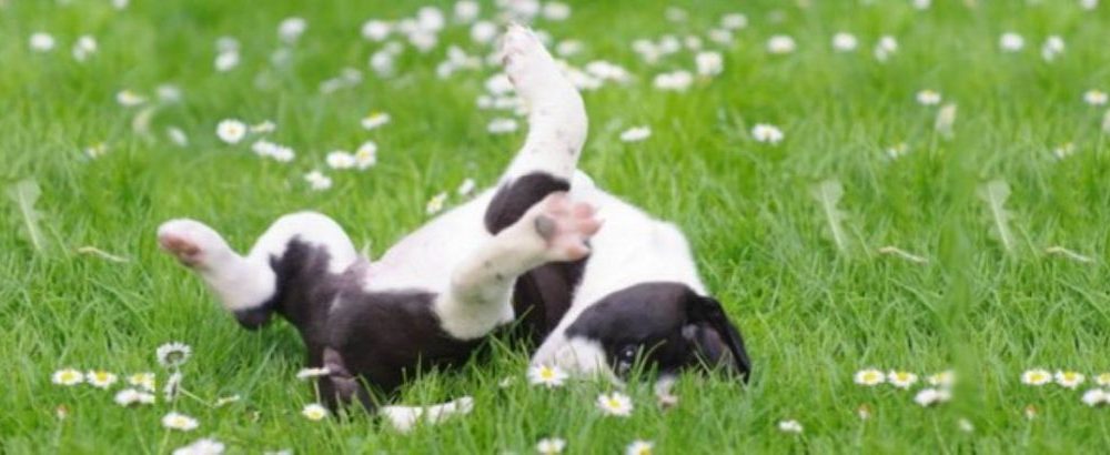 6 tips to get your dog ready for summer 6 tips to get your dog ready for summer