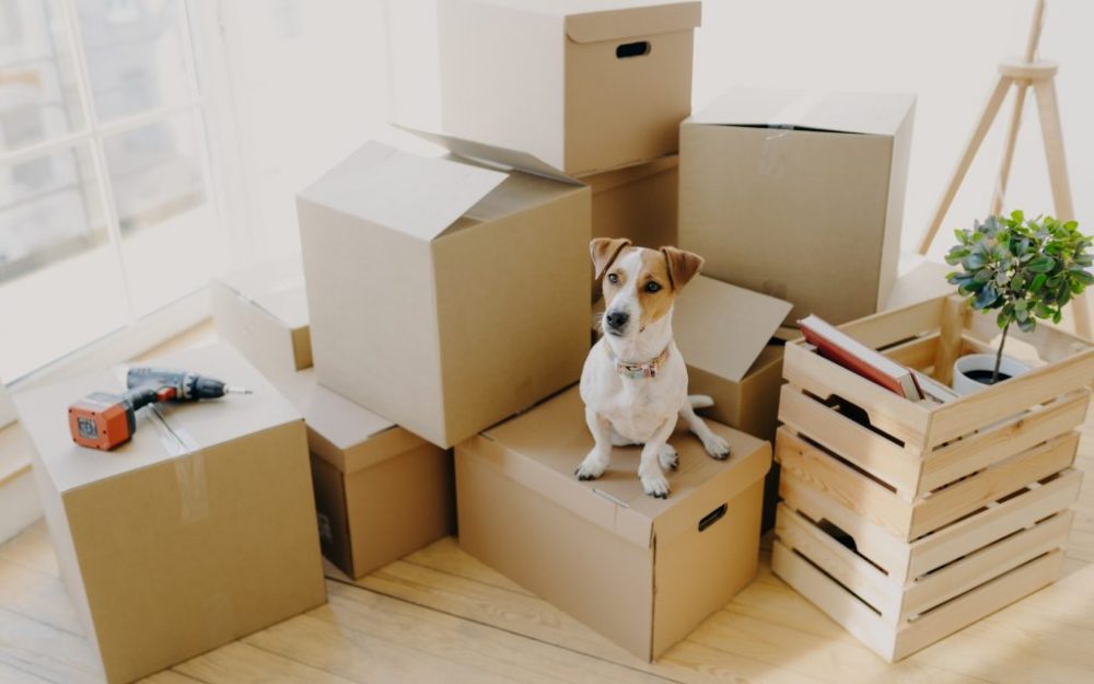 Top tips for moving house with your dog Top tips for moving house with your dog