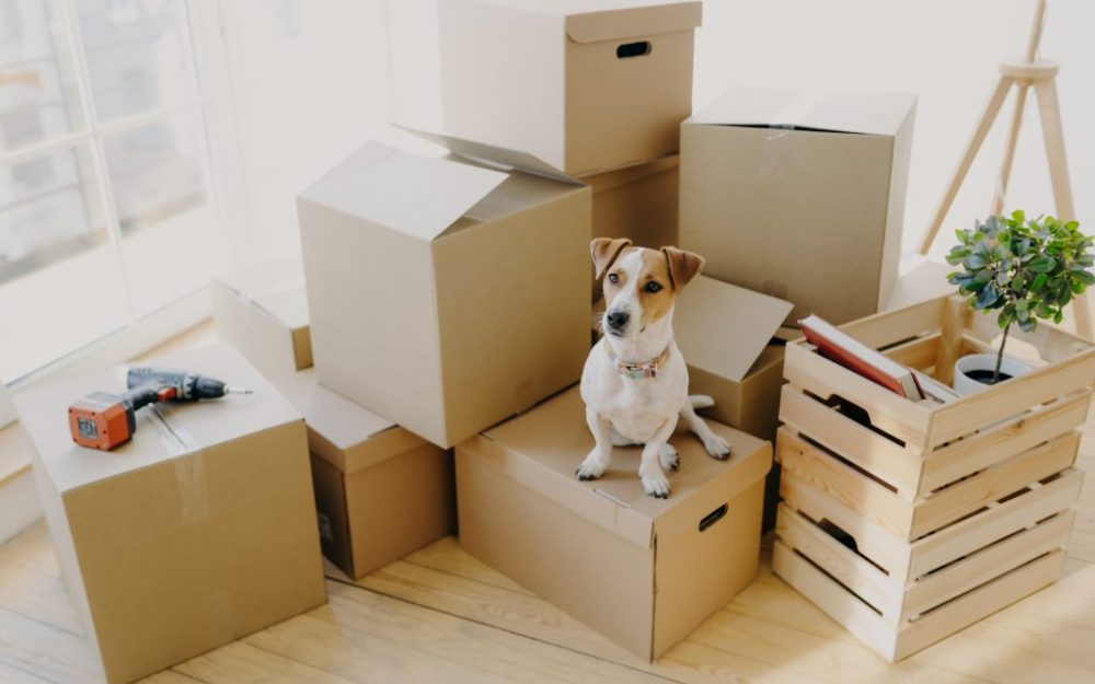 Top tips for moving house with your dog