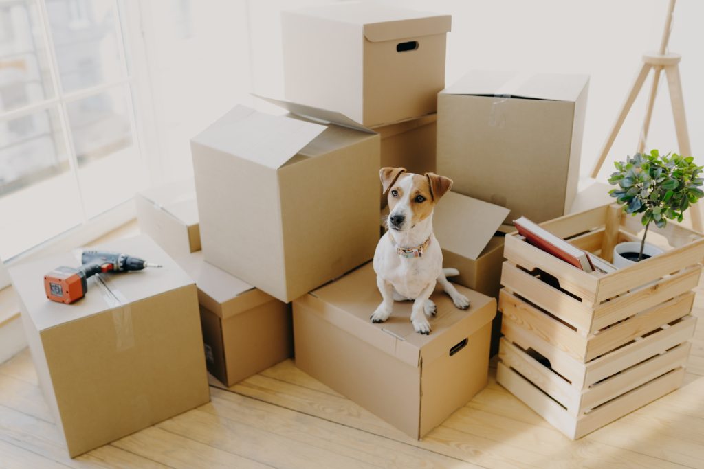 Top tips for moving house with your dog