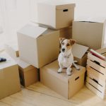 Top tips for moving house with your dog