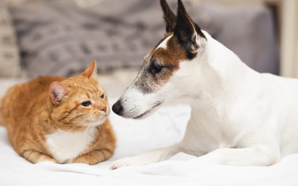 Pet ownership: what you can and can’t do