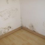 Mould and Rental Properties – Who is Responsible?