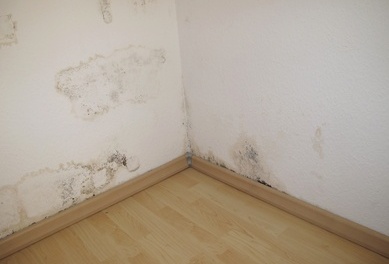 Mould and Rental Properties - Who is Responsible?