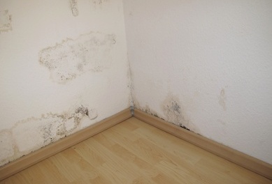 Mould and Rental Properties – Who is Responsible? Mould and Rental Properties – Who is Responsible?