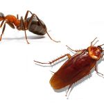 Rental Properties and Problems with Pests and Vermin!