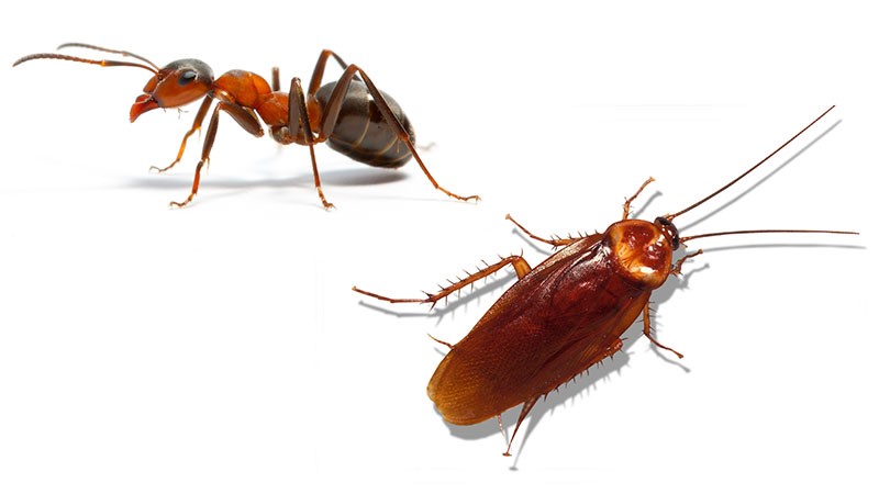 Rental Properties and Problems with Pests and Vermin! Rental Properties and Problems with Pests and Vermin!